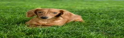 Dachshund dogs for sale: Hubert - Ad 6
