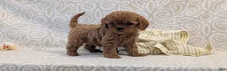 Cavapoo dogs for sale: Tiara - Ad 4