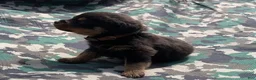 Rottweiler dogs for sale: Brown Male - Ad 5
