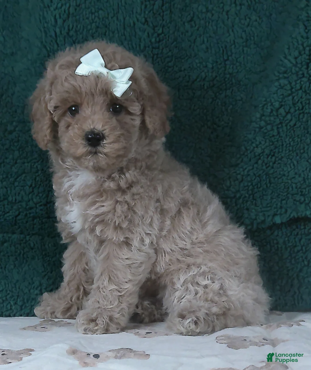 Miniature Poodle dogs for sale: Queen - Ad 1