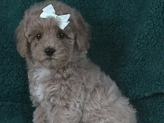 Miniature Poodle dogs for sale: Queen - Ad 1
