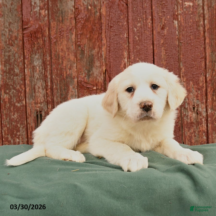 Great Pyrenees dogs Rachel - Ad 2