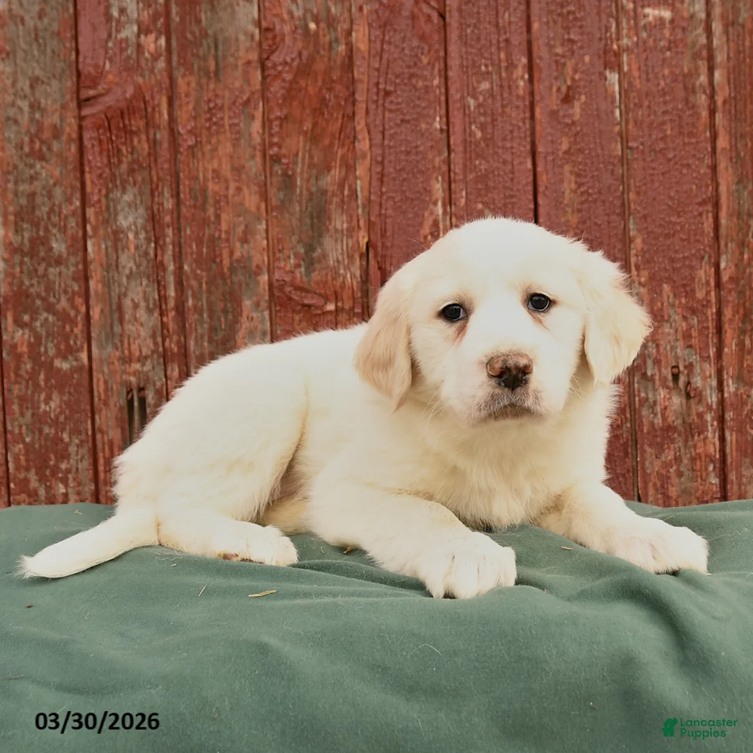 Great Pyrenees dogs for sale: Rachel - Ad 2