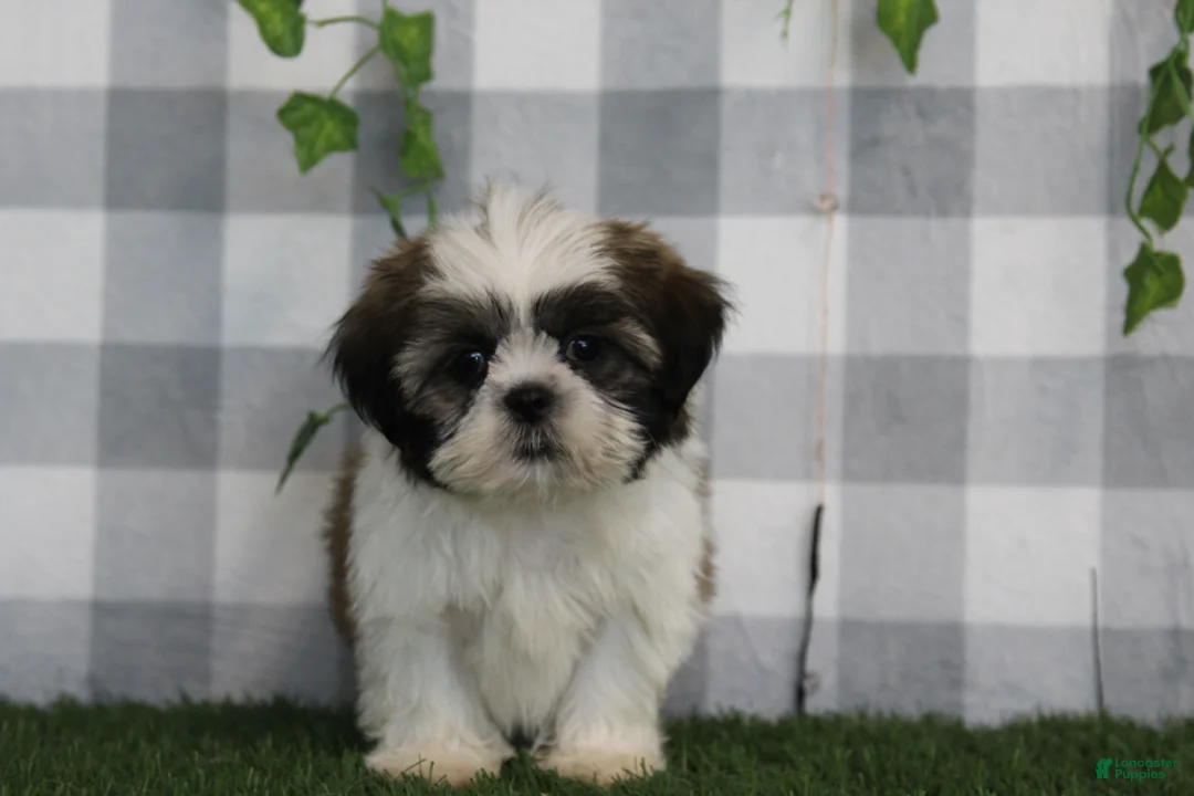 Shih Tzu dogs for sale: Asher - Ad 4