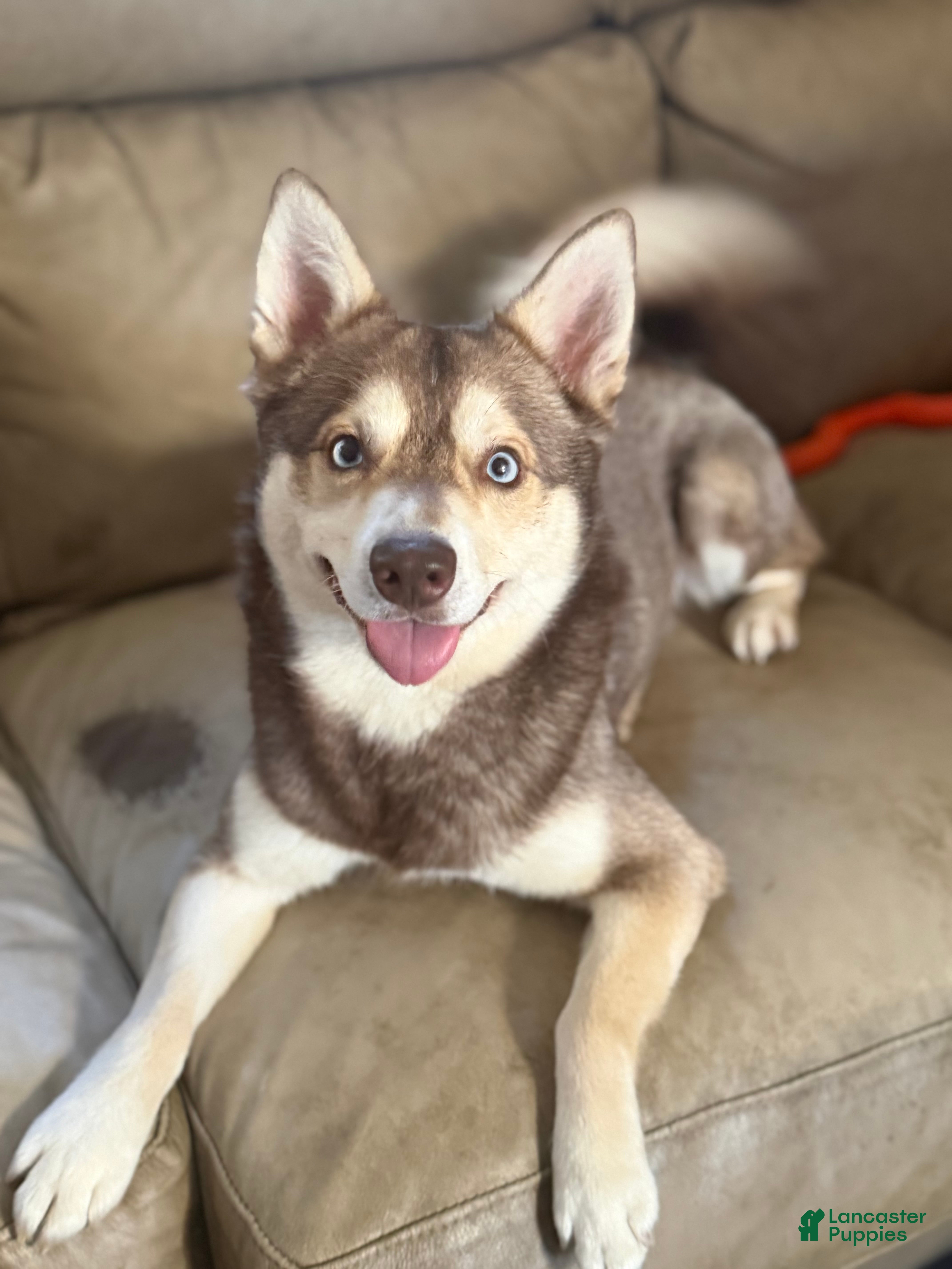 Alaskan Klee Kai dogs Alaskan Klee Kai Puppy 1 - Ad 1