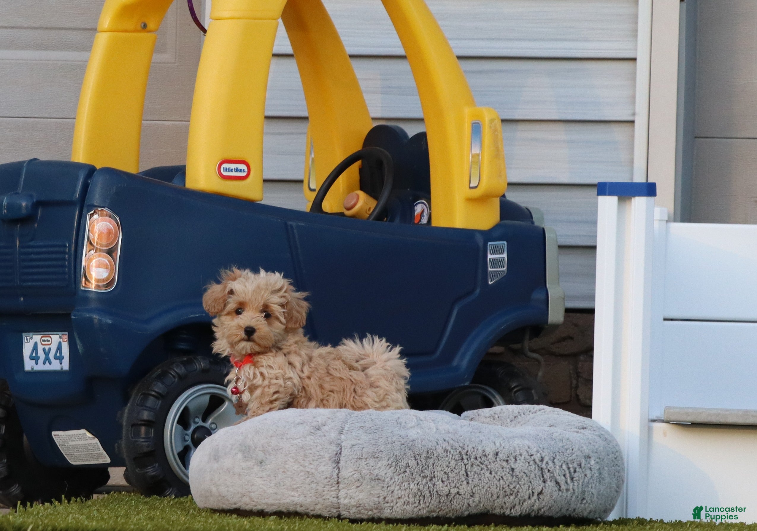 Havapoo dogs Peggy 🌷 Toy/Minature - Ad 1