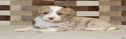 Double Doodle dogs for sale: Jack - Ad 2