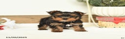 Yorkshire Terrier dogs for sale: Sally - Ad 1