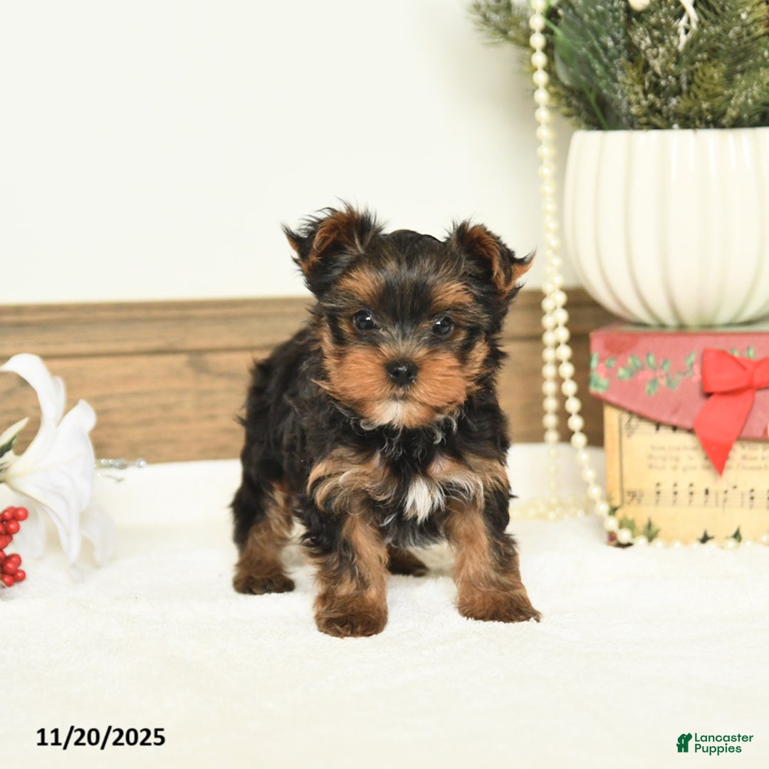 Yorkshire Terrier dogs for sale: Sally - Ad 1