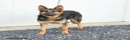 German Shepherd dogs for sale: Dexter - Ad 6