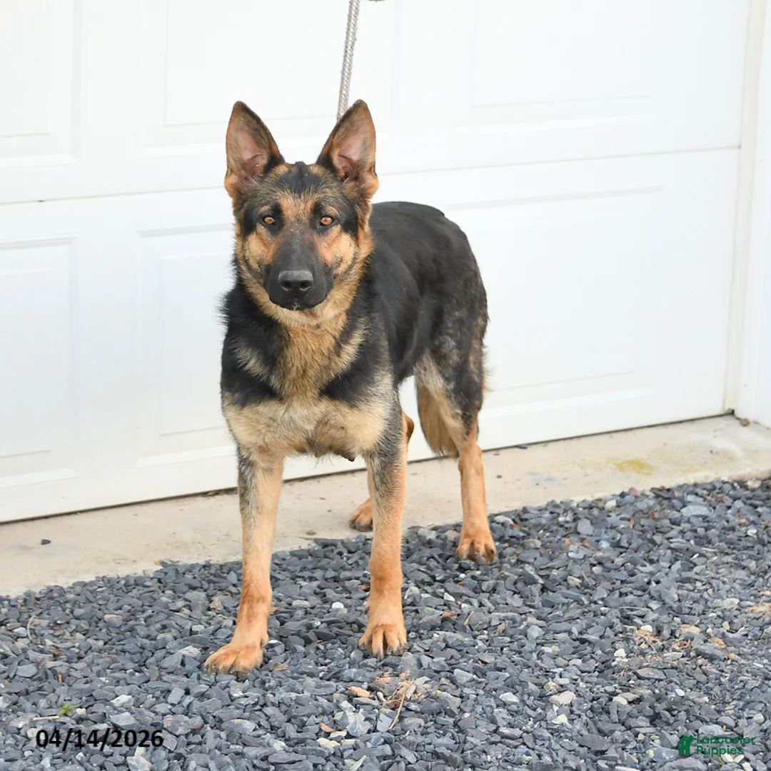German Shepherd dogs for sale: Dexter - Ad 6