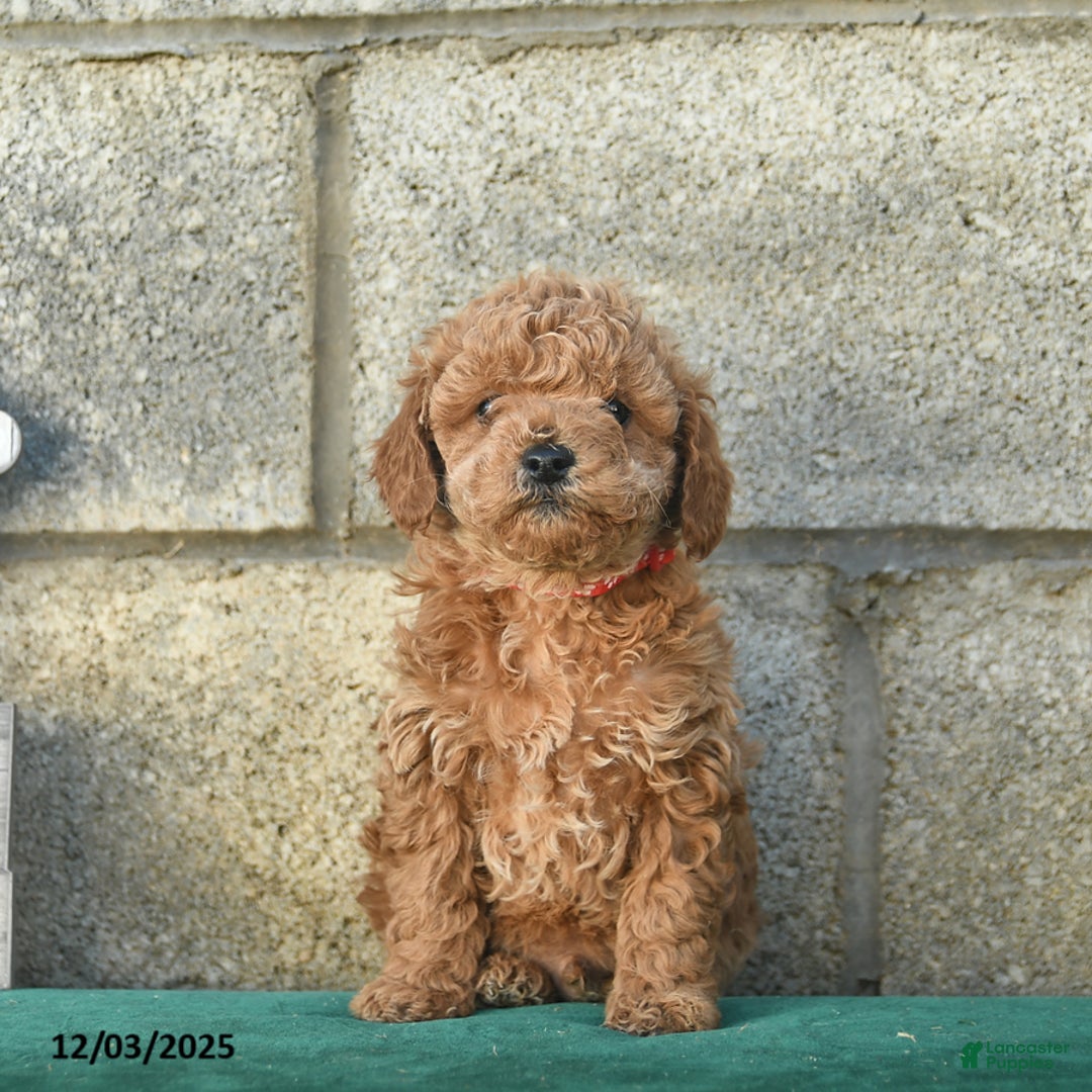 Miniature Poodle dogs for sale: Pepper  - Ad 1