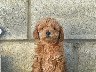 Miniature Poodle dogs Pepper - Ad 11