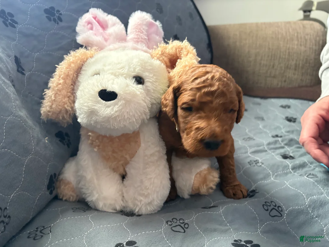 Goldendoodle dogs for sale: Prince - Ad 2