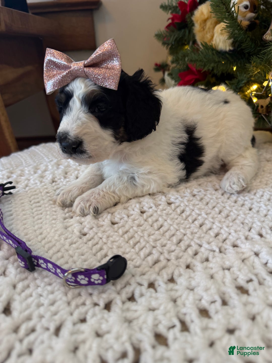 Mixed Breed dogs for sale: Farah - Ad 8