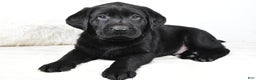 Labrador Retriever dogs for sale: Cooper - Ad 10