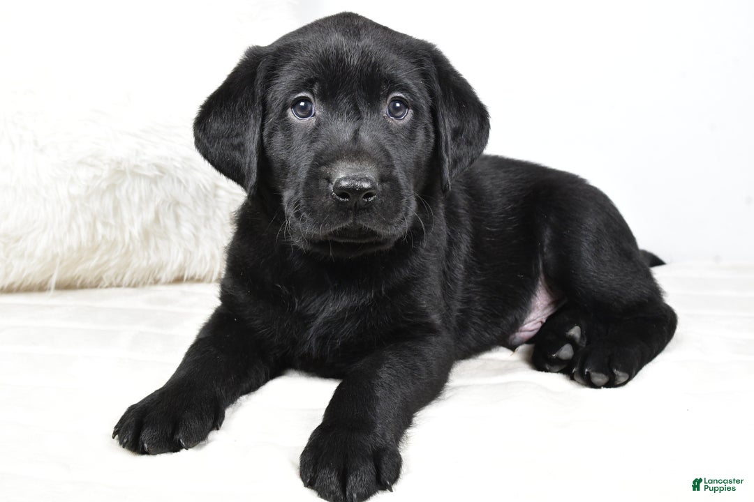 Labrador Retriever dogs for sale: Cooper - Ad 10