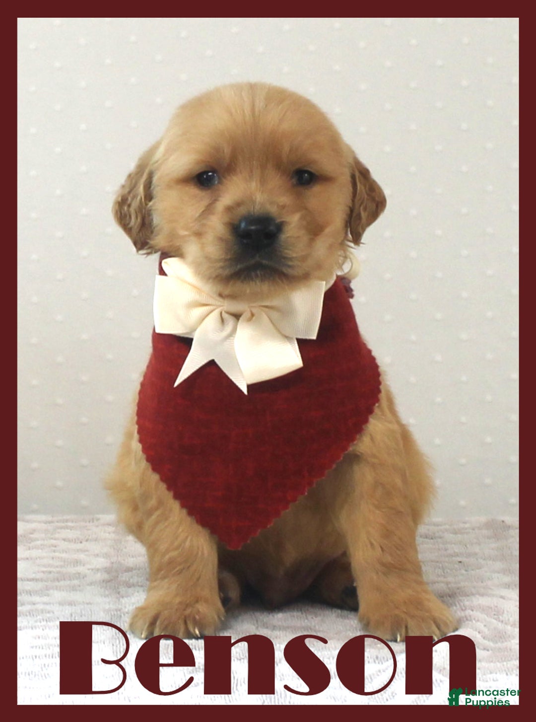 Golden Retriever dogs for sale: Benson - Ad 1