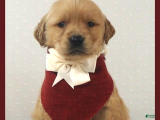 Golden Retriever dogs Benson - Ad 4