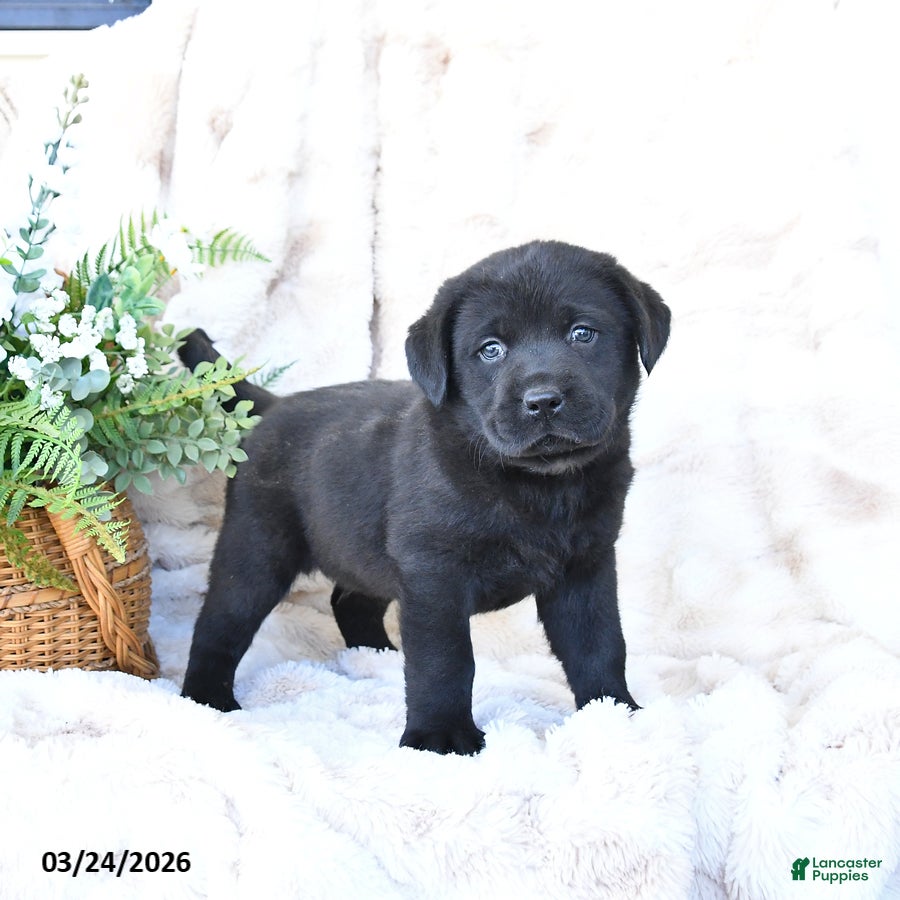 Labrador Retriever dogs Freddy - Ad 2