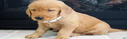 Golden Retriever dogs for sale: Daisy - Ad 2