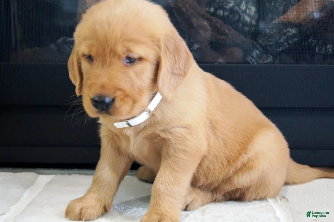 Golden Retriever dogs for sale: Daisy - Ad 2