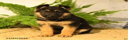 German Shepherd dogs for sale: Valerie - Ad 1