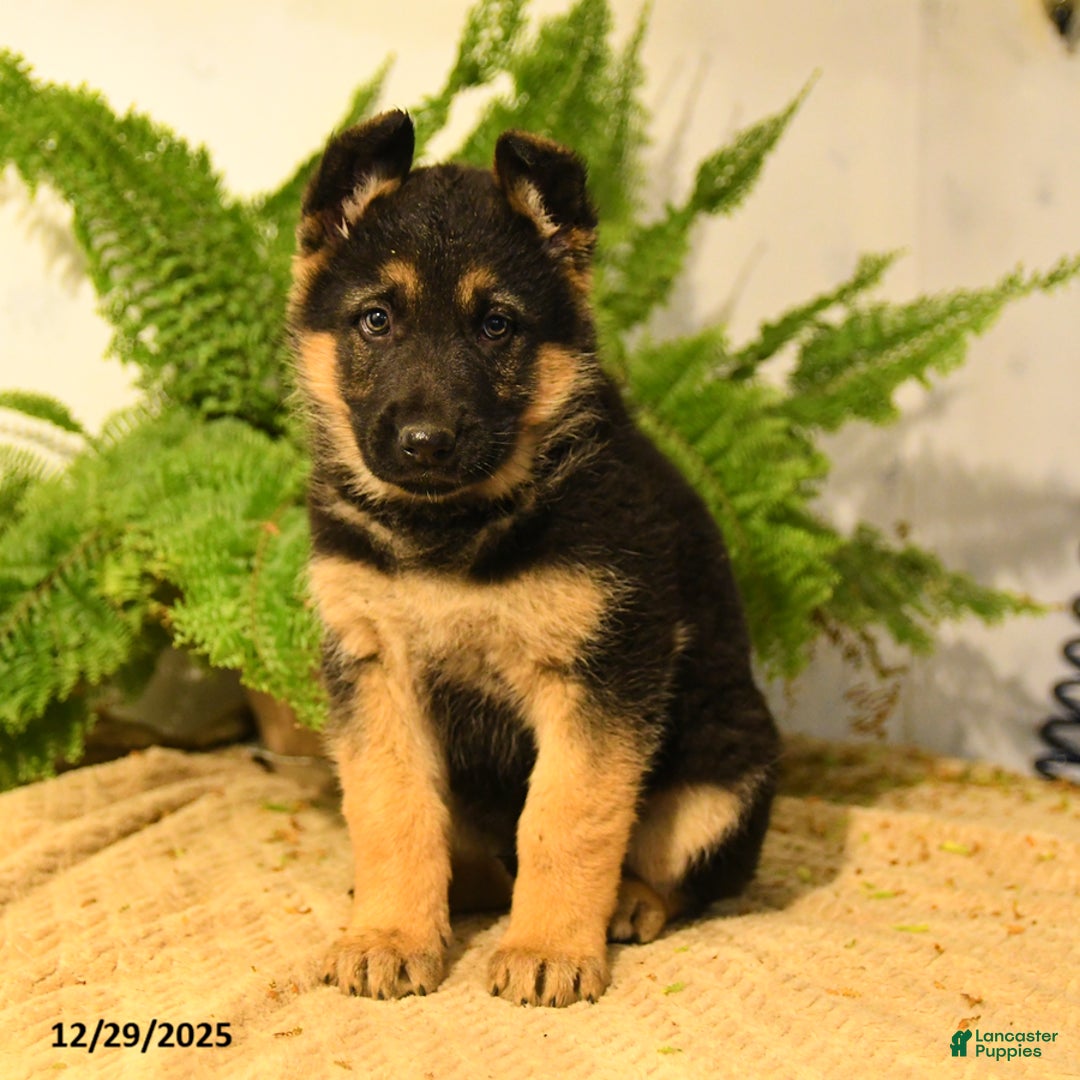 German Shepherd dogs for sale: Valerie - Ad 1