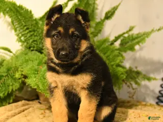 German Shepherd dogs Valerie - Ad 13
