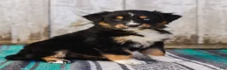Australian Shepherd dogs for sale: Kelsey - Ad 3