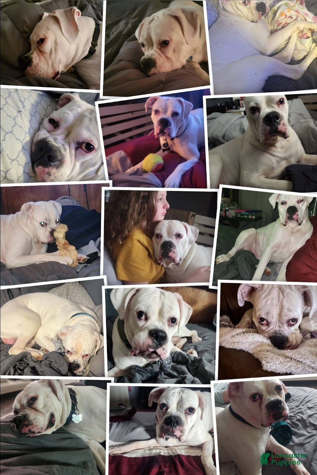 Boxer dogs for stud: Rocky - Ad 3