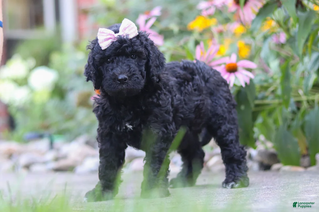 Newfypoo dogs for sale: Issebelle - Ad 1