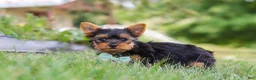 Yorkshire Terrier dogs for sale: Benji - Ad 6