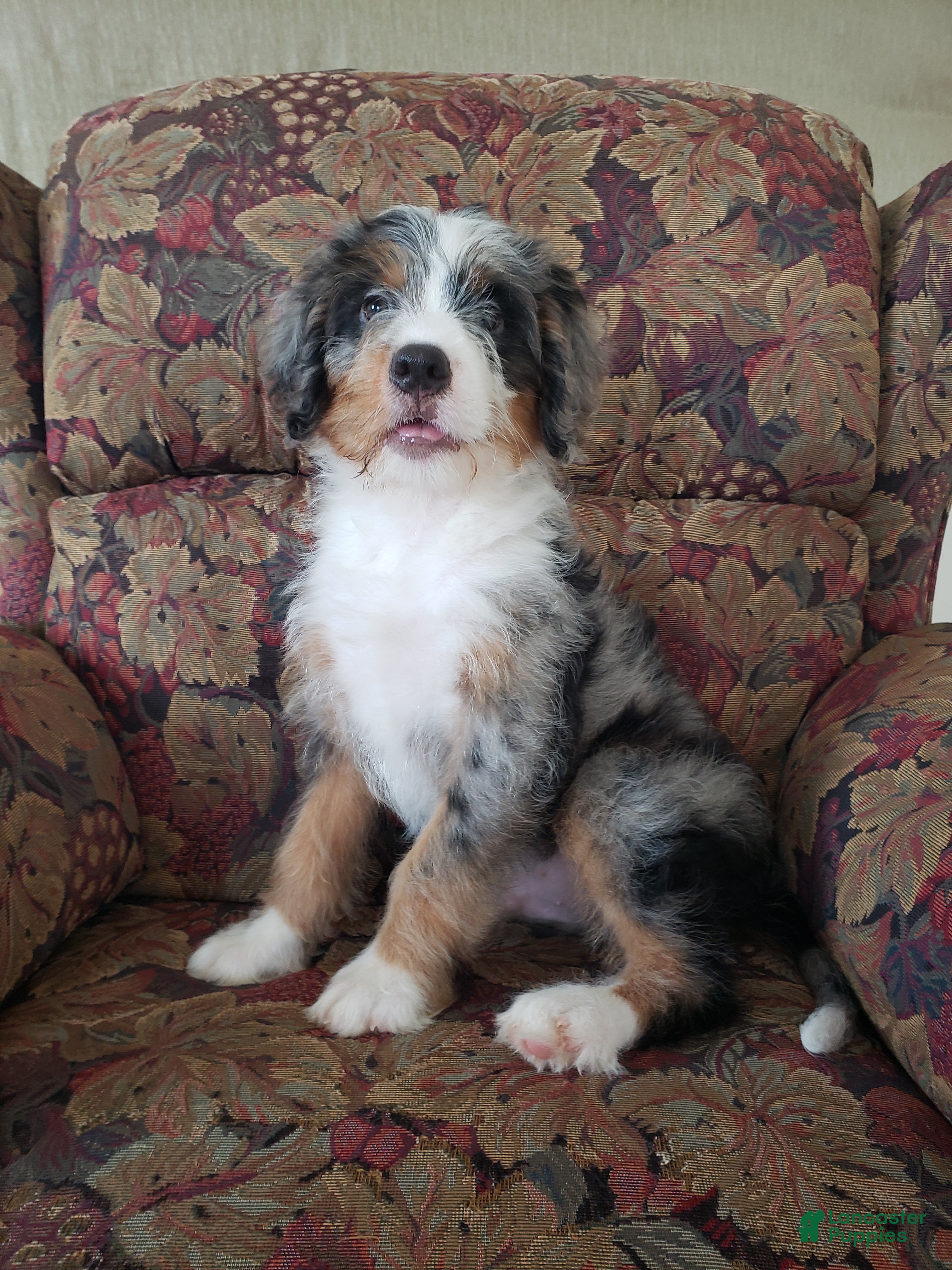 Mini Bernedoodle dogs RIO - Ad 1
