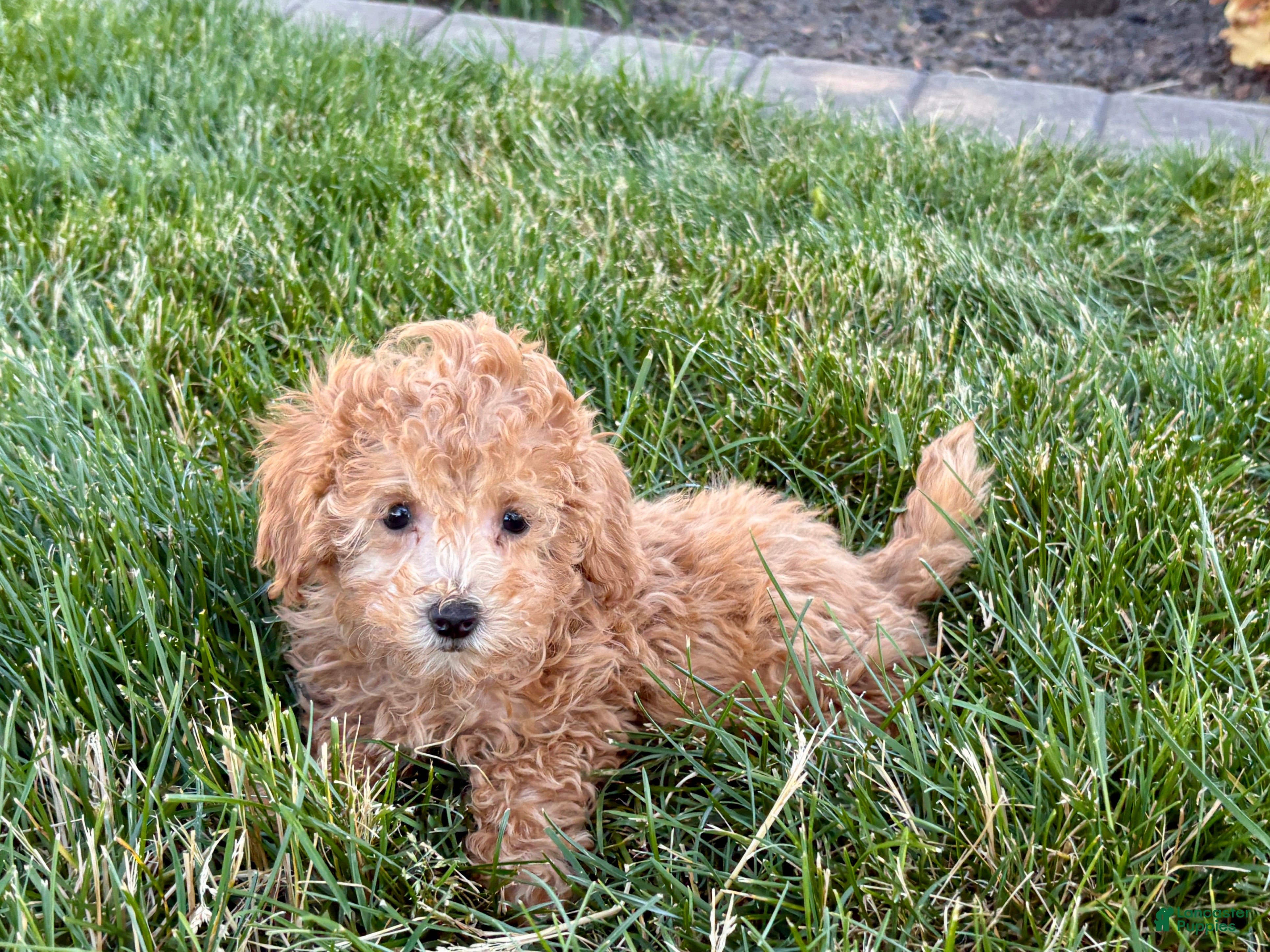 Maltipoo dogs for sale: Snickers  - Ad 3