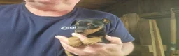 Miniature Pinscher dogs for sale: Teddy - Ad 5