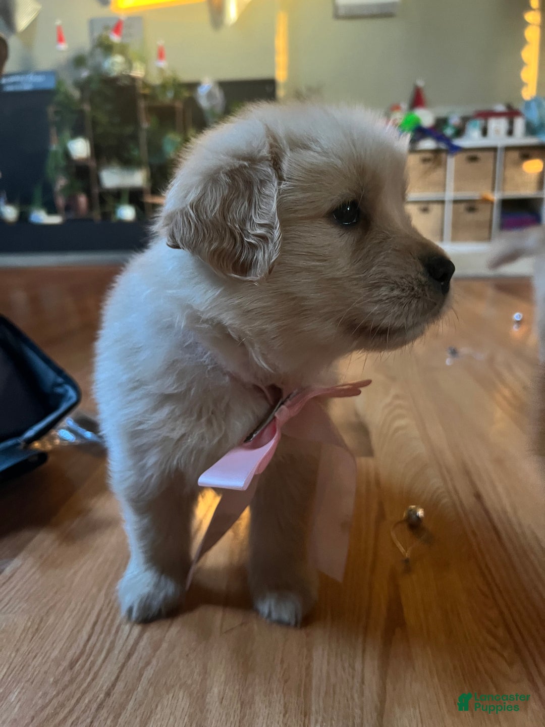 Golden Retriever dogs for sale: Golden Retriever Puppy pink - Ad 2