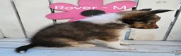 Shetland Sheepdog dogs for sale: Rover - Ad 2