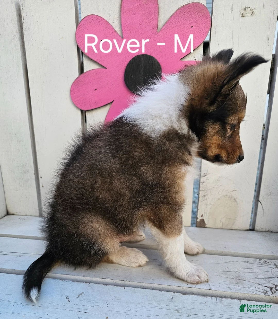 Shetland Sheepdog dogs for sale: Rover - Ad 2