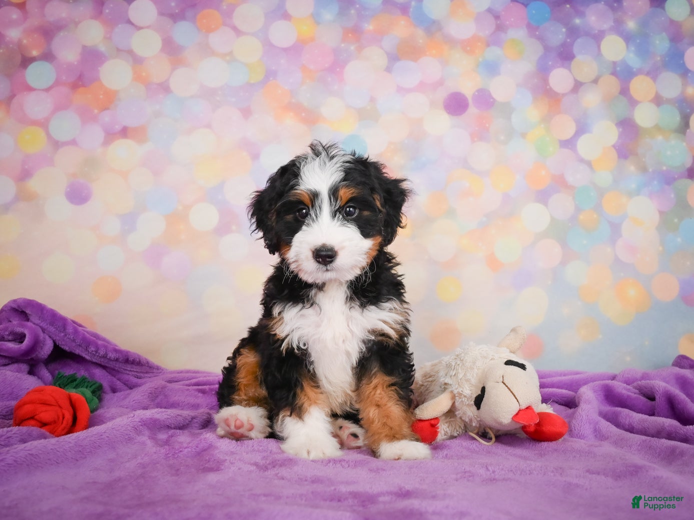 Mini Bernedoodle dogs Shadow - Ad 2