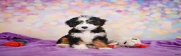 Mini Bernedoodle dogs for sale: Shadow - Ad 2
