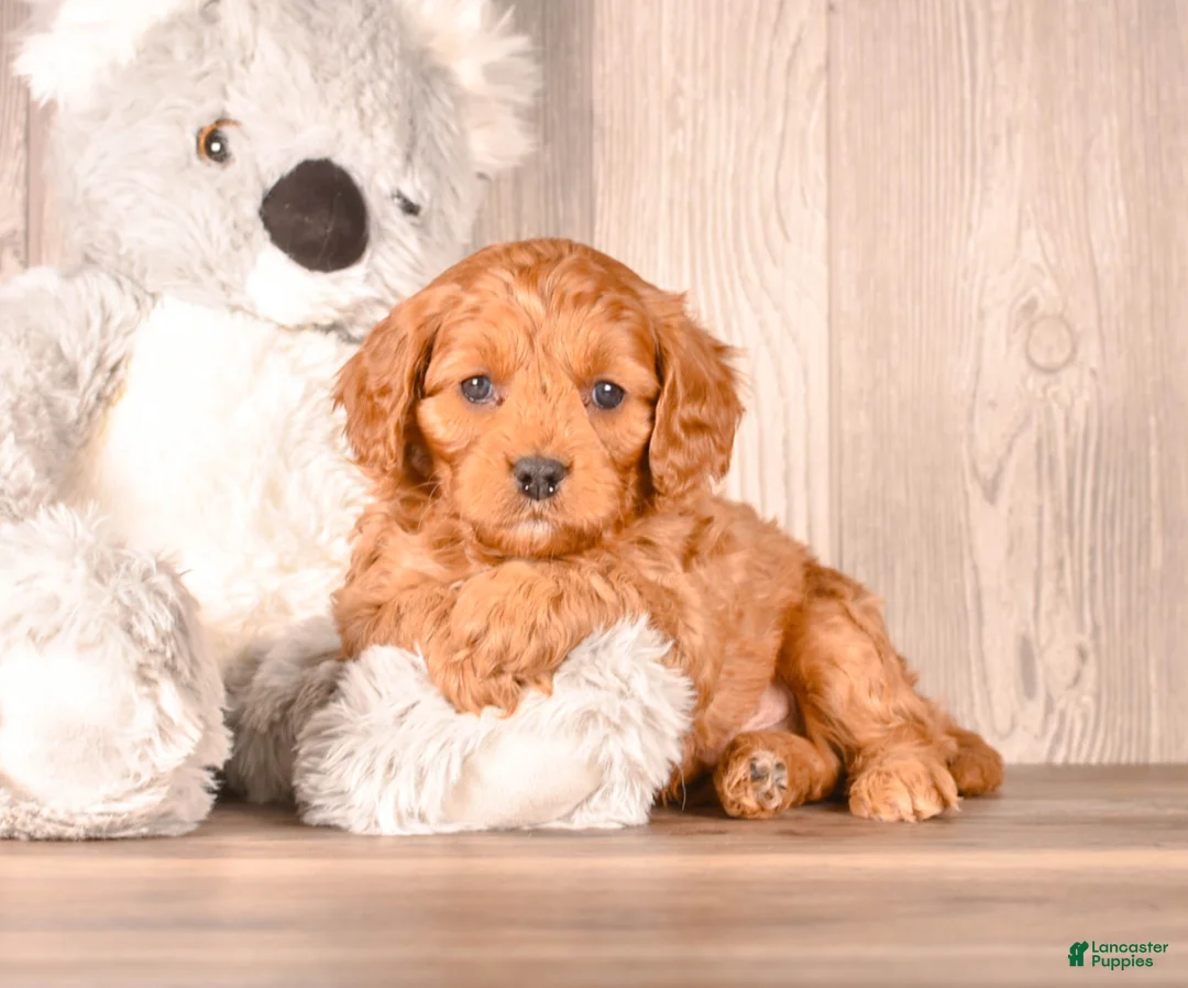 Cavapoo dogs for sale: FORD - Ad 2