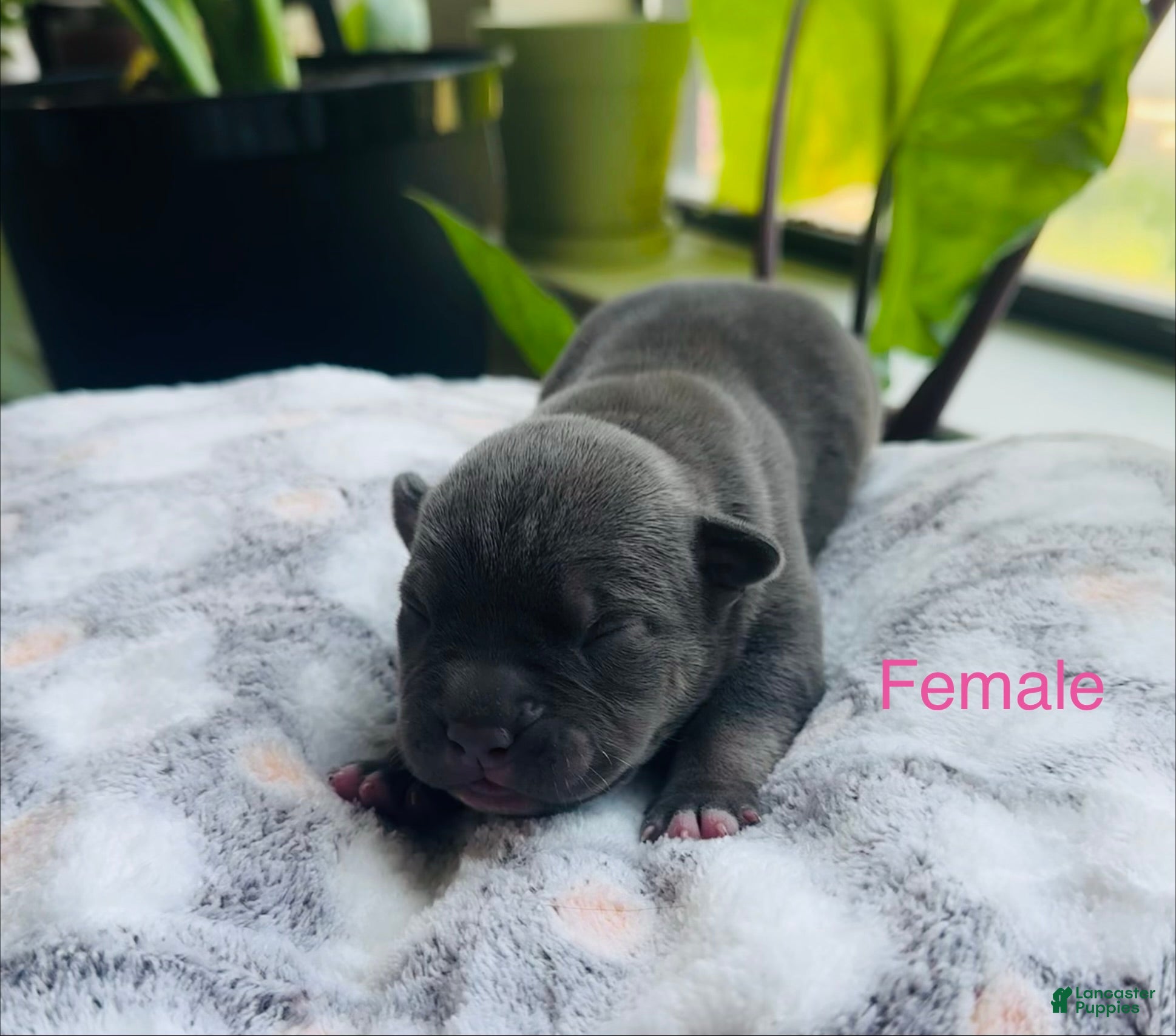 American Bully dogs American Bully 8 - Ad 18