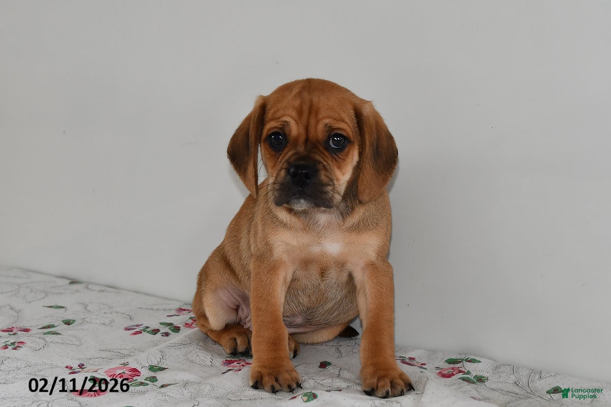 Puggle dogs Calvin - Ad 15