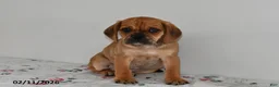 Puggle dogs for sale: Calvin - Ad 1