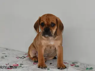 Puggle dogs Calvin - Ad 15