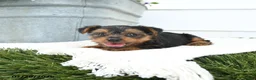 Yorkshire Terrier dogs for sale: Luxe - Ad 1