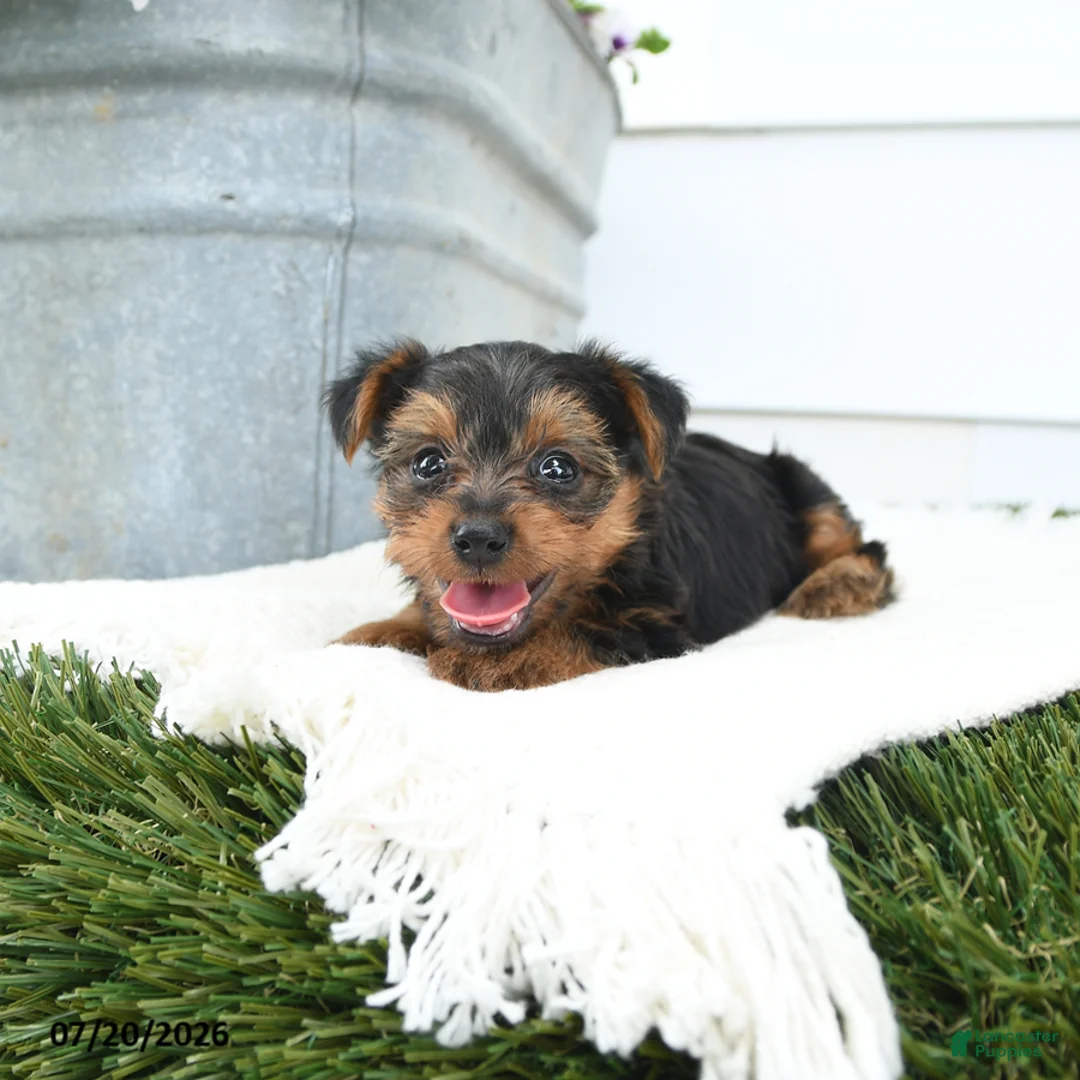 Yorkshire Terrier dogs for sale: Luxe - Ad 1