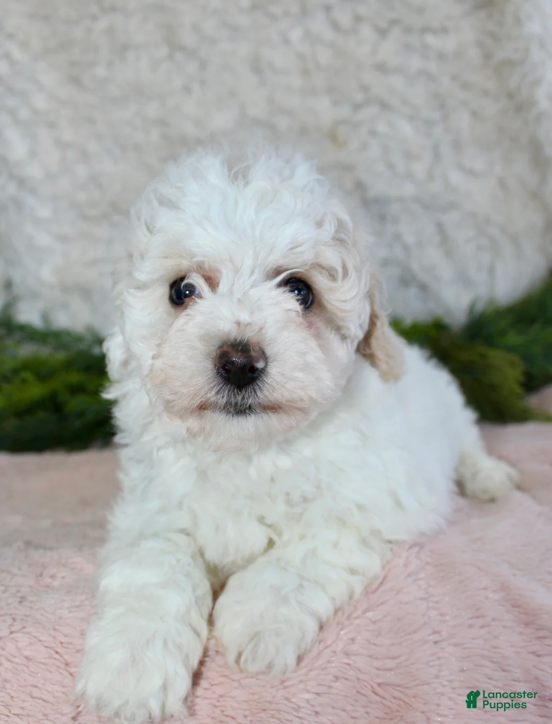 Bichpoo dogs for sale: Bichpoo Girl 1 - Ad 1