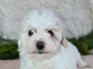 Bichpoo dogs Bichpoo Girl 1 - Ad 6